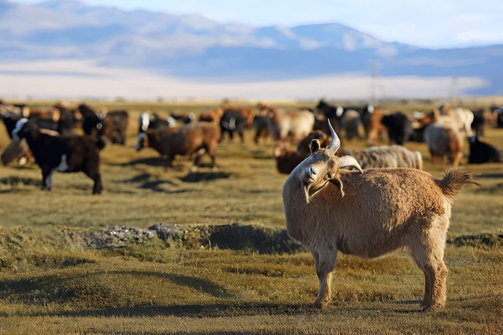 Mongolian Diet The Role Of Livestock In Mongolian Nutrition